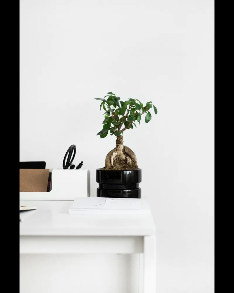 L'Épuré Minimaliste